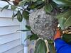 That's a HUGE Bald-Faced Hornets Nest in Somerville, NJ - Photo 1