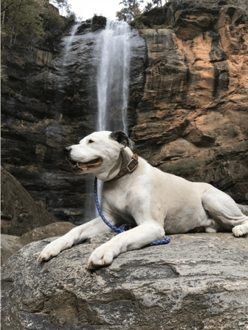 Pete from RRG Roofing & Gutters