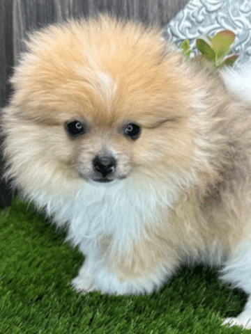 Cooper Lesnar - profile image