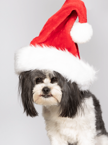 Luna from Christmas Decor by Cowleys