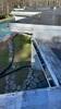 Barkhamsted, Flat Roof Replacement That Restored Protection and Peace of Mind - Photo 5