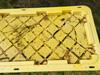Water on Top of Storage Bin Full of Mosquitoes in Blawenburg, NJ - Photo 1