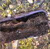 Found a Lot of Termites in Our Sentricon® in Manahawkin, NJ - Photo 1