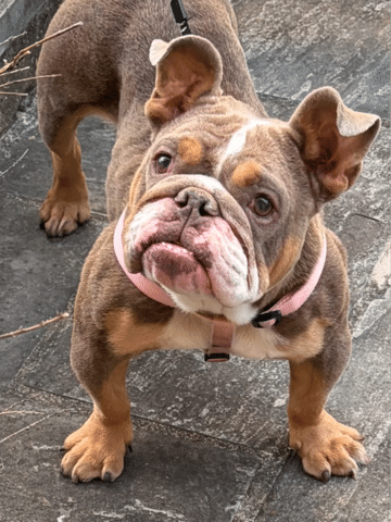 Poppy from Professional Cleaning & Restoration Systems of Connecticut