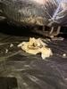 Crawl Space Repair in Spring Hill, TN - Photo 6
