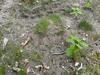 Homeowner's Yard Controlled by Ants  in Lakehurst, NJ - Photo 2