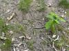 Homeowner's Yard Controlled by Ants  in Lakehurst, NJ - Photo 1