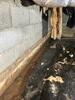Crawl Space Repair in Nashville, TN - Photo 8