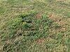 Septic inspection in Edinburg, VA - Photo 1
