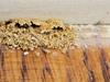 Termite Tunnels Discovered in Family Room in Somerville, NJ - Photo 1