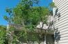 Ants Climb the Branches To Infest Home in Perth Amboy, NJ - Photo 1