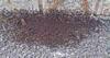 Massive Colony of Ants Right Outside Office Building in Somerset, NJ - Photo 1