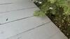 Deck Loaded with Carpenter Ants in Keyport, NJ - Photo 2