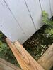 Deck Loaded with Carpenter Ants in Keyport, NJ - Photo 1