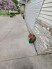 Concrete Driveway & Sidewalk Lifting and Joint Sealing in Marshfield, WI - Photo 5