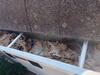 Covington, GA Gutter Installation in Black - Photo 1