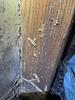 Old Termite Problem Resurfaces in Wall Township, NJ - Photo 1