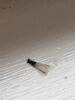 Termite Swarmers Spotted Around the Back Door in Seaside Park, NJ - Photo 2