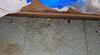 Ants Take Control of the Kitchen in Holmdel, NJ - Photo 1