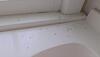 Termite Swarmers Using the Bathroom in Oceanport, NJ - Photo 2