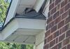 Birds Entering & Nesting in Attic in Titusville, NJ - Photo 1