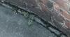Garter Snake Found on Side of the Business in Fort Monmouth, NJ - Photo 2