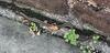 Garter Snake Found on Side of the Business in Fort Monmouth, NJ - Photo 1