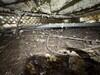 Moldy Crawl Space in Baton Rouge, LA - Photo 2