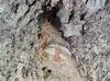 Tree Showed Severe Carpenter Ant Damage in Island Heights, NJ - Photo 1