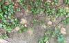 Digger Bees Harboring in the Garden in Neptune, NJ - Photo 1