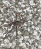Wolf Spider Found in the Shed in Long Branch, NJ - Photo 2