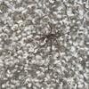 Wolf Spider Found in the Shed in Long Branch, NJ - Photo 1
