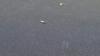 Termite Swarmers Found All Over the Deck in Howell, NJ - Photo 2