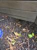 Bird Feeder Attracts Rats in Windsor, NJ - Photo 1