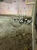 Crawl Space Water Issues in Chatham, ON - Photo 3