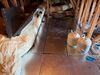 Sanitizing and Transforming a 2,100 sq ft Attic for Better Home Performance - Photo 2