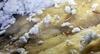 Mouse Droppings Found in Attic in Somerset, NJ - Photo 1