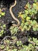 Garter Snake Found in the Garden in Avenel, NJ - Photo 1