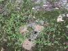 Landscape Full of Ants in Allentown, NJ - Photo 2