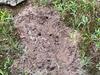 Landscape Full of Ants in Allentown, NJ - Photo 1