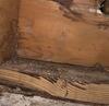 Found Some Ants Marching in the Crawl Space in Fords, NJ - Photo 2
