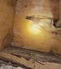 Found Some Ants Marching in the Crawl Space in Fords, NJ - Photo 1