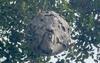 Bald-Faced Hornets Nest in one the Tall Tree Branches in Neptune, NJ - Photo 1