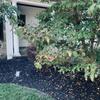 Bald-Faced Hornets Blend in with the Bushes in Wall Township, NJ - Photo 1