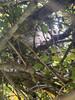 Homeowner Gets Stung by Bald-Faced Hornets in Robbinsville, NJ - Photo 2