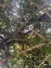 Homeowner Gets Stung by Bald-Faced Hornets in Robbinsville, NJ - Photo 1