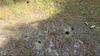 Rats in the Yard & in the House in Sea Girt, NJ - Photo 1