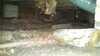 Damp Crawl Space Encapsulated and Sagging Floors Stabilized in Appleton, WI - Photo 1