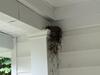 Found Bird Nests on the Columns in Manalapan, NJ - Photo 1