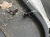Came Across a Female Black Widow in Freehold, NJ - Photo 2
